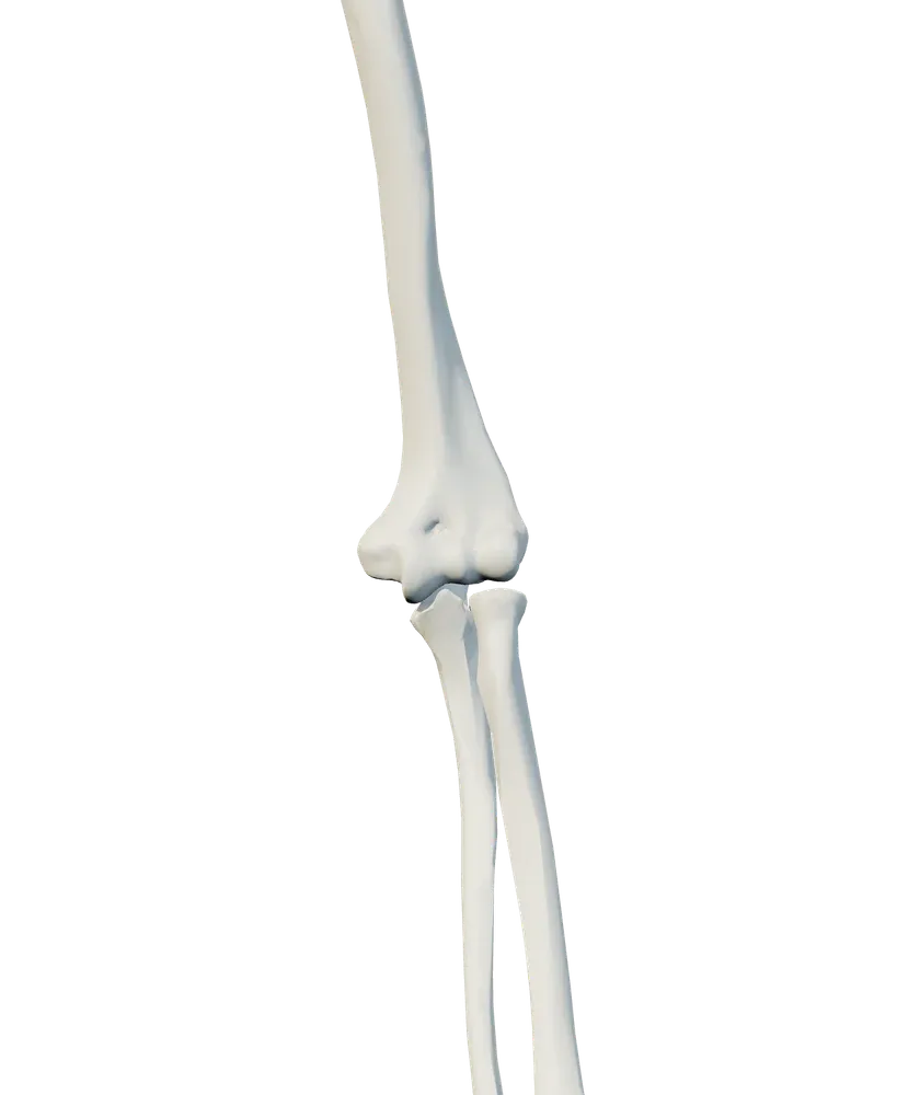 Front anatomical view of arm & elbow, marked at: outside of the elbow