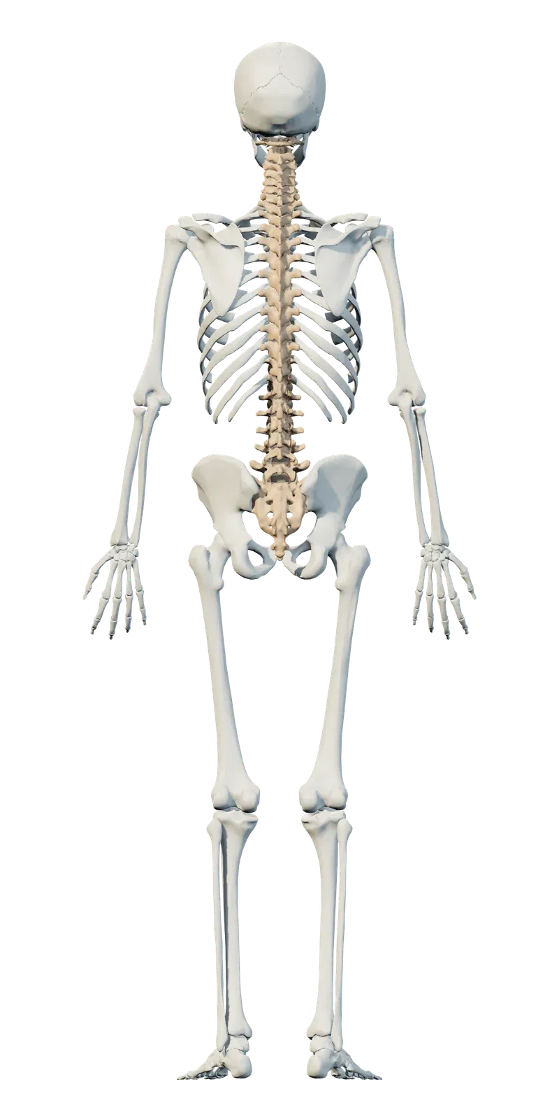 Back view of the human skeleton