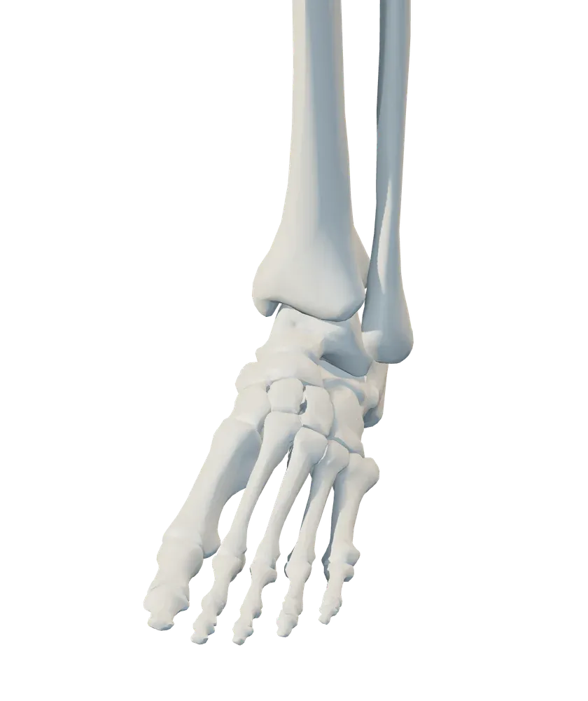 Front view of ankle & foot