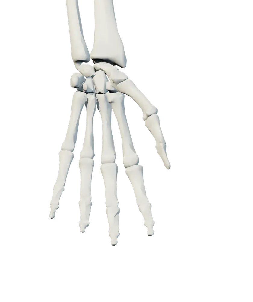 Front view of wrist & hand