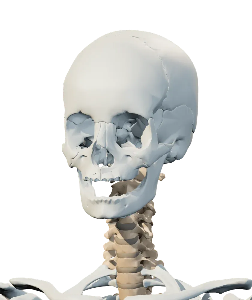 Front view of head & jaw