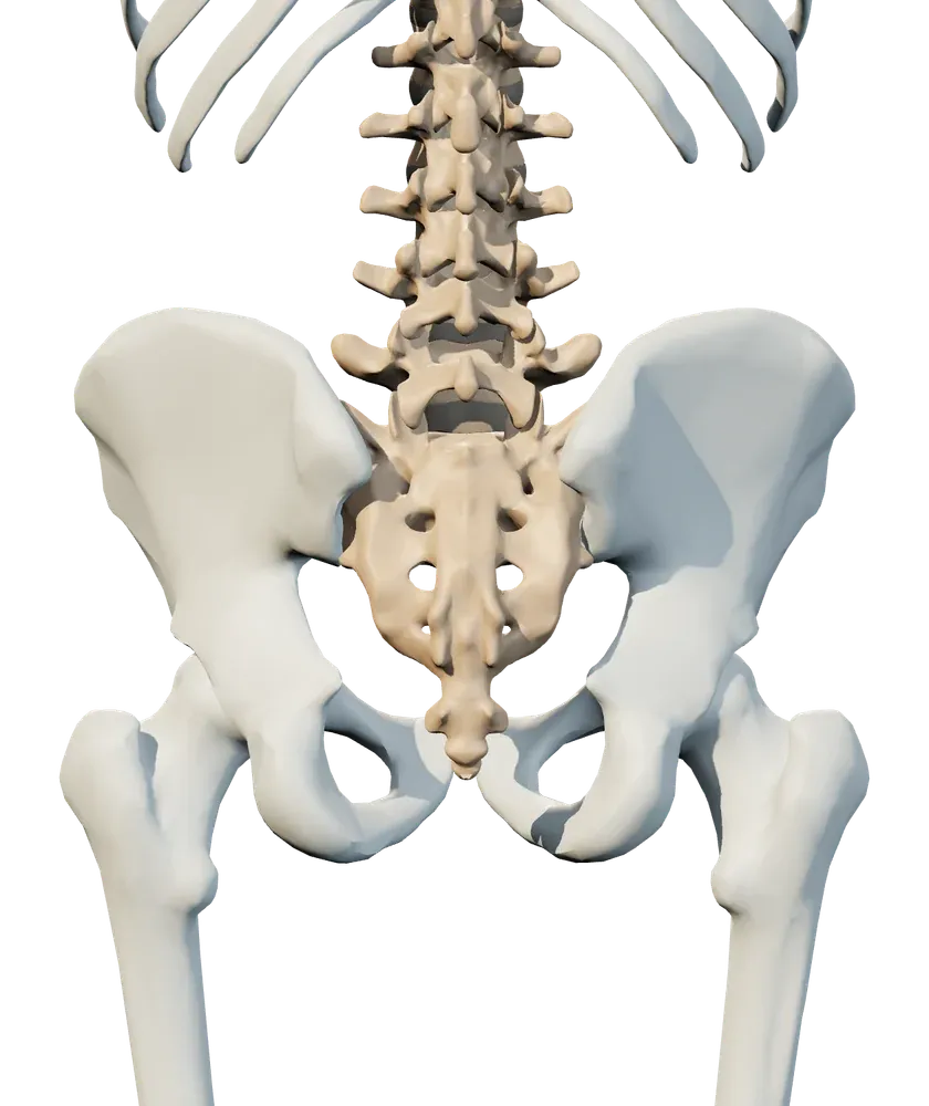 Back view of hip & si joint