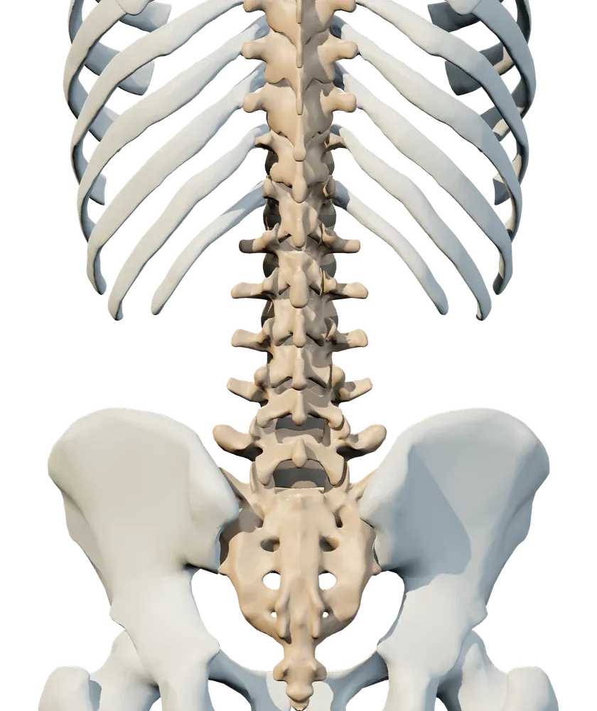 Back view of lower back