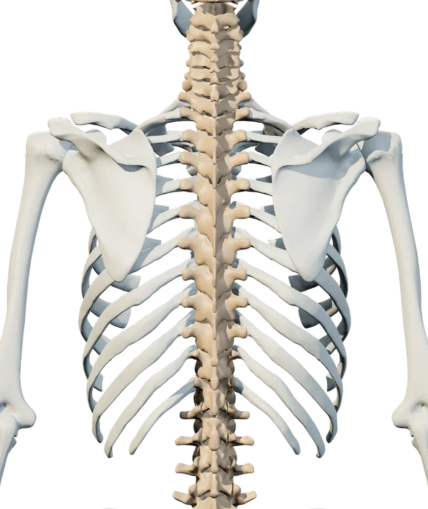 Back view of upper & mid back