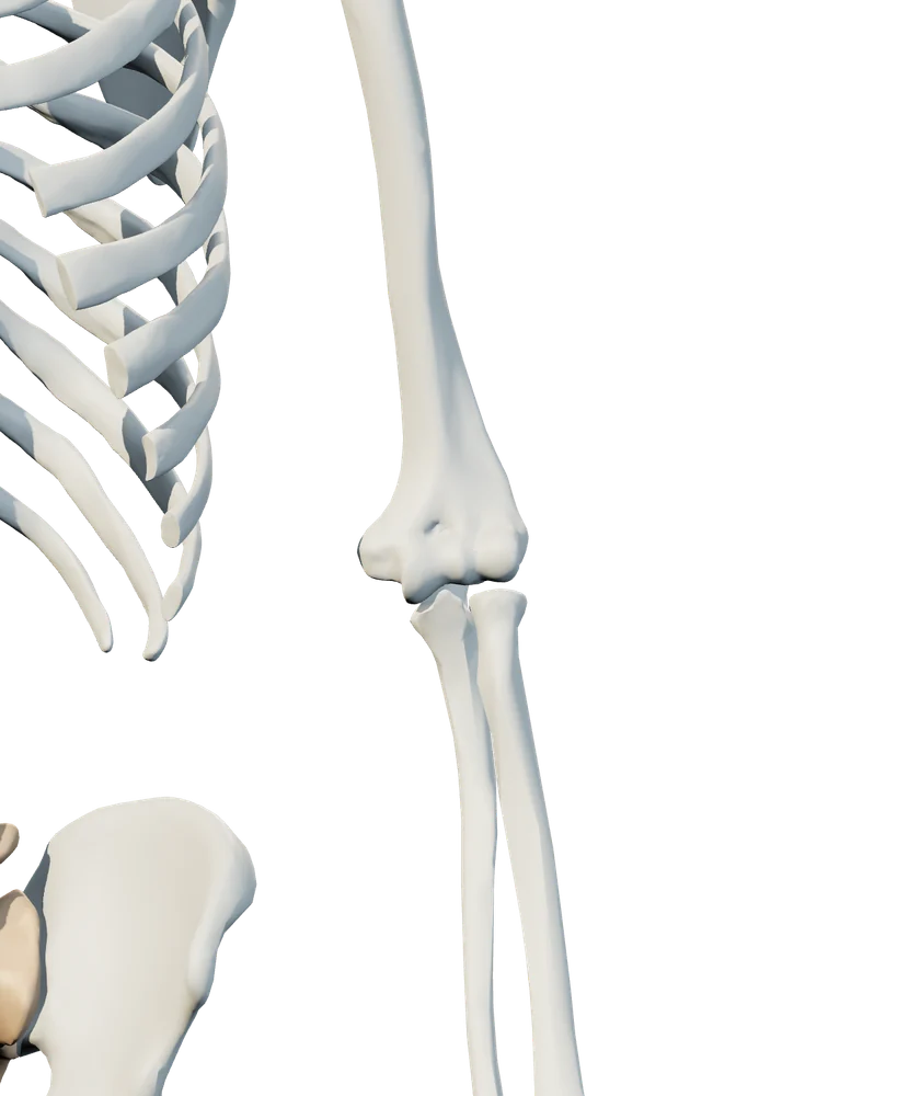 Front anatomical view of arm & elbow