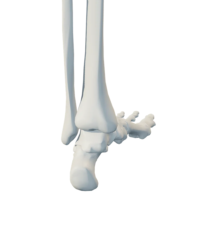 Back anatomical view of ankle & foot
