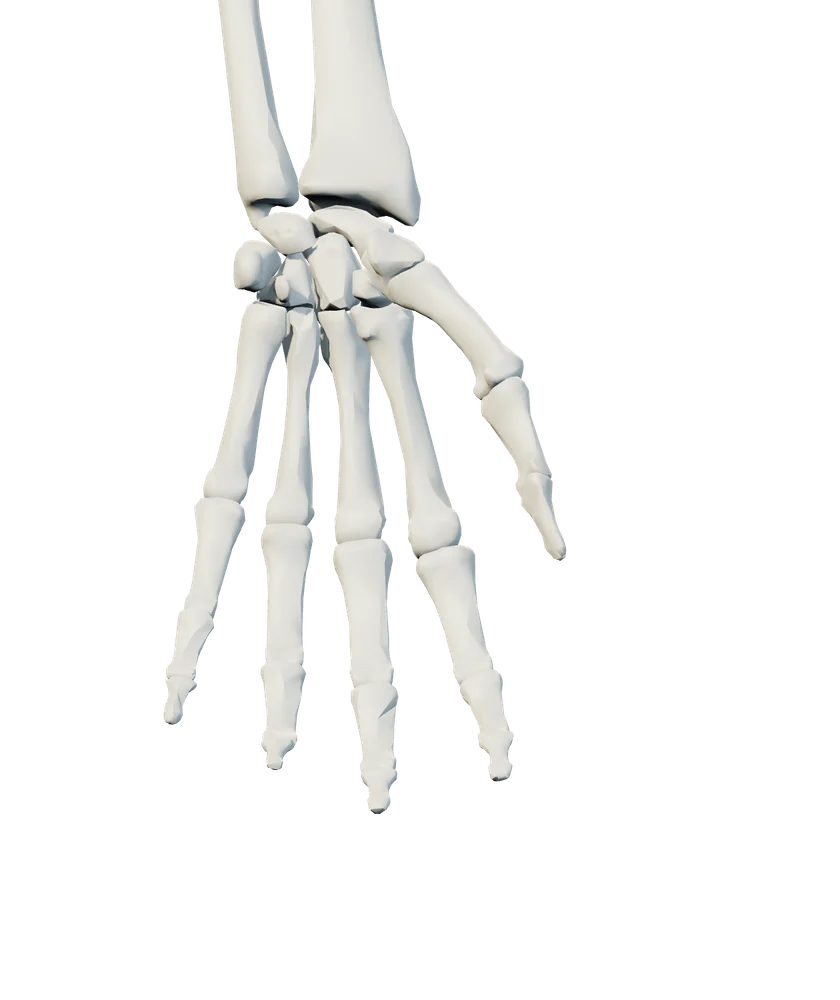 Front anatomical view of wrist & hand