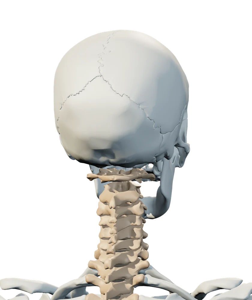 Back anatomical view of head & jaw