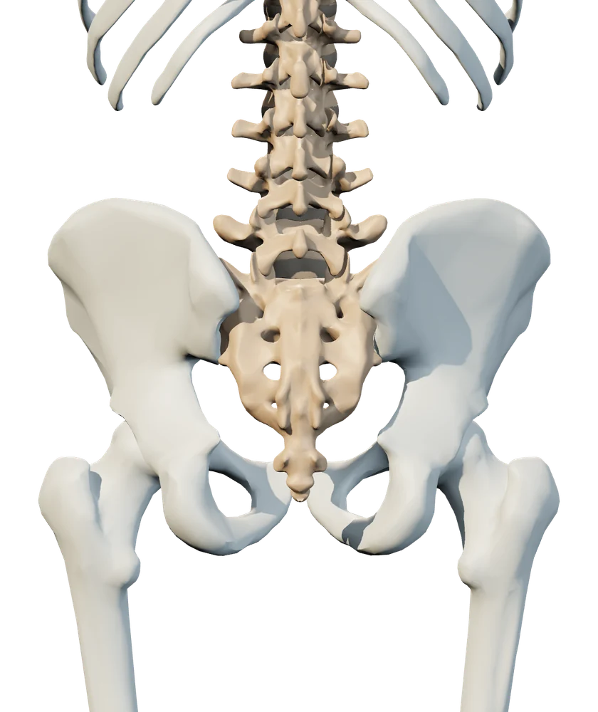 Back anatomical view of hip & si joint