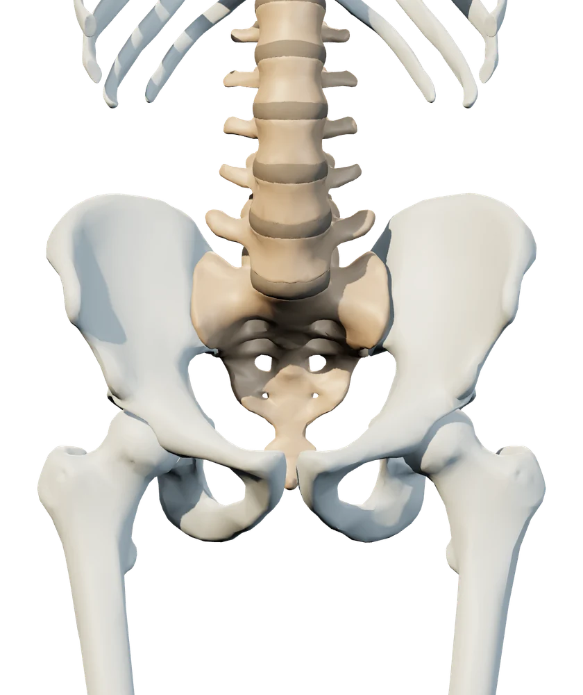 Front anatomical view of hip & si joint