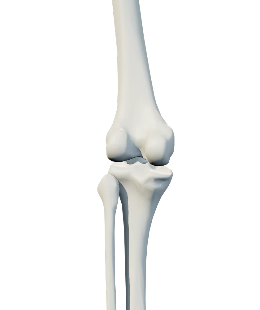 Back anatomical view of knee