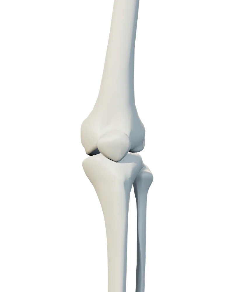 Front anatomical view of knee