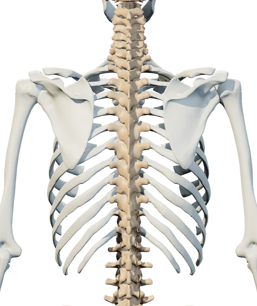 Back anatomical view of upper & mid back