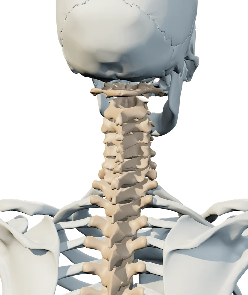 Back anatomical view of neck