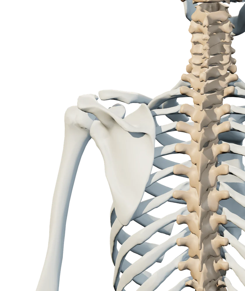 Back anatomical view of shoulder
